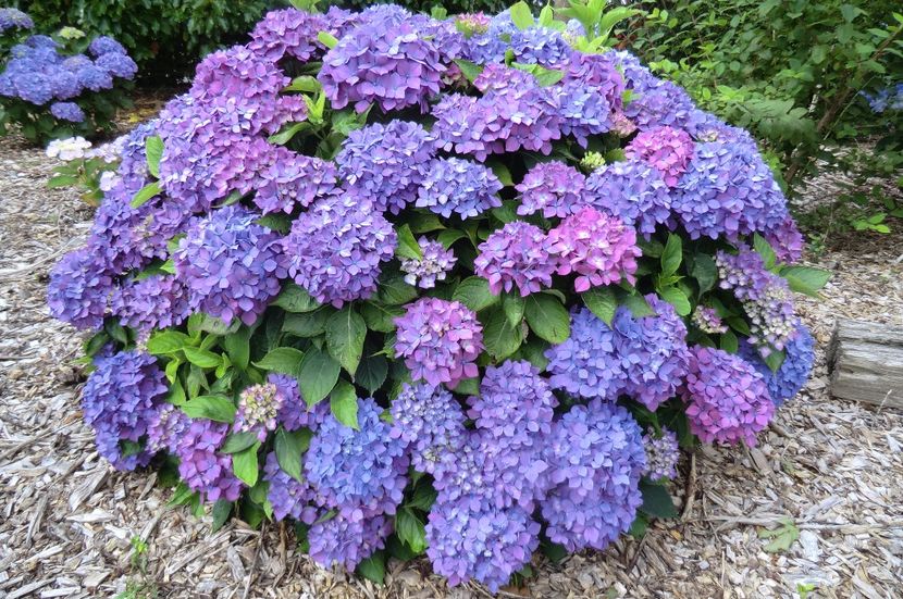 Hydrangea macrophylla Hörnli - HORTENSII