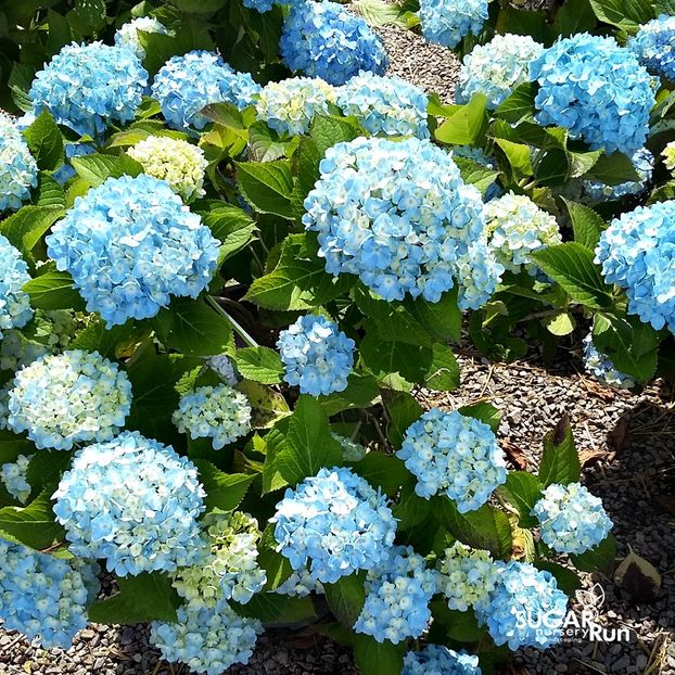 Hydrangea macrophylla Mini Penny ® - HORTENSII