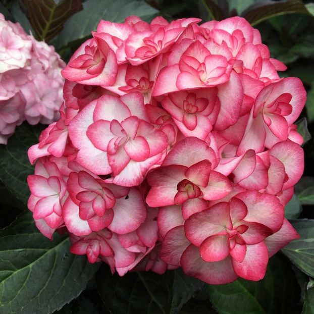 Hydrangea macrophylla Miss Saori ® - HORTENSII