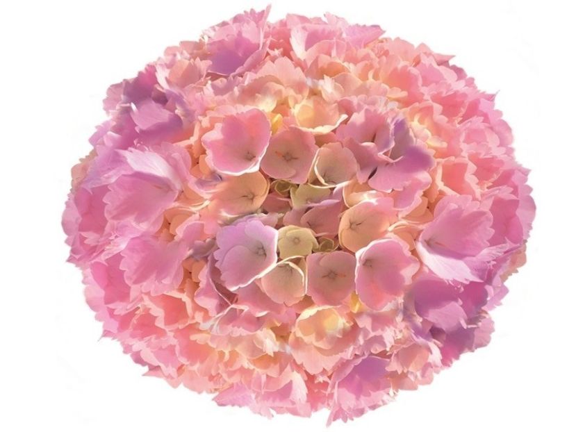 Hydrangea macrophylla Pink Sensation ® - HORTENSII