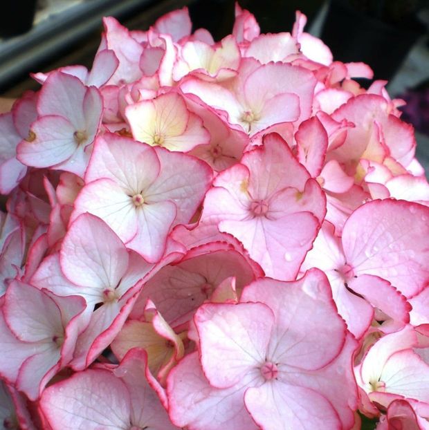 Hydrangea macrophylla Sabrina ® - HORTENSII