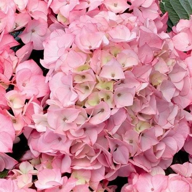 Hydrangea macrophylla Schloss Zuschendorf ® - HORTENSII