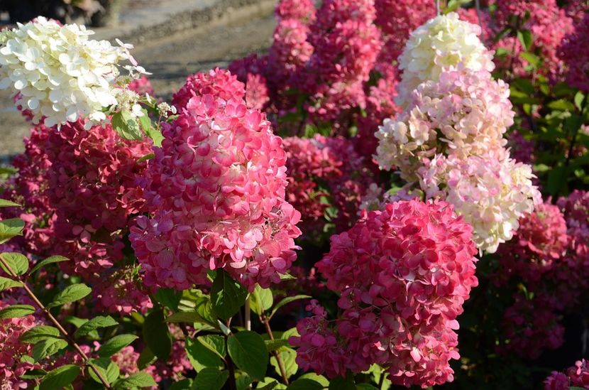 Hydrangea paniculata Diamand Rouge ® - HORTENSII