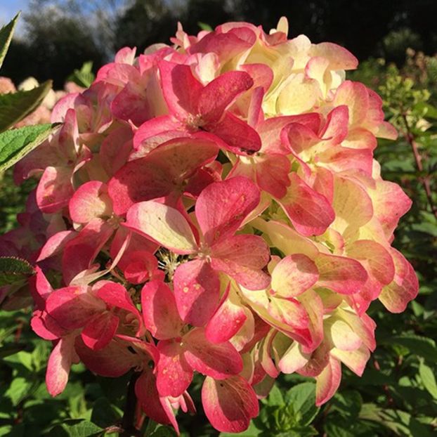 Hydrangea paniculata Graffiti ® - HORTENSII