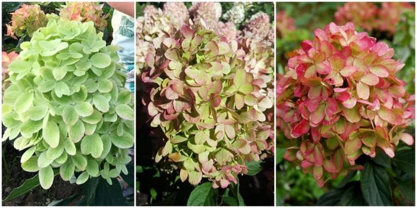 Hydrangea paniculata Graffiti ® - HORTENSII