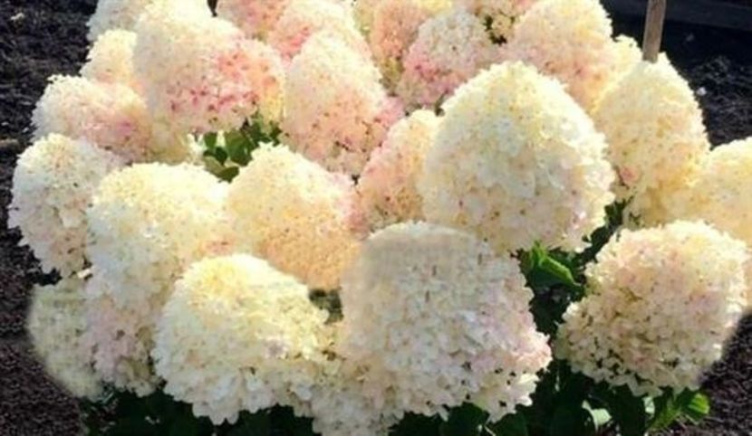 Hydrangea paniculata Living Sugar Rush ® - HORTENSII