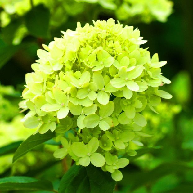Hydrangea paniculata Mojito ® - HORTENSII