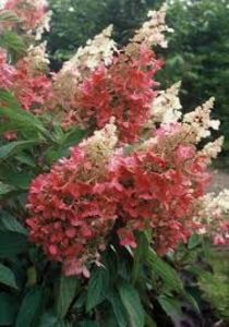 Hydrangea paniculata Pinky Winky ® - HORTENSII