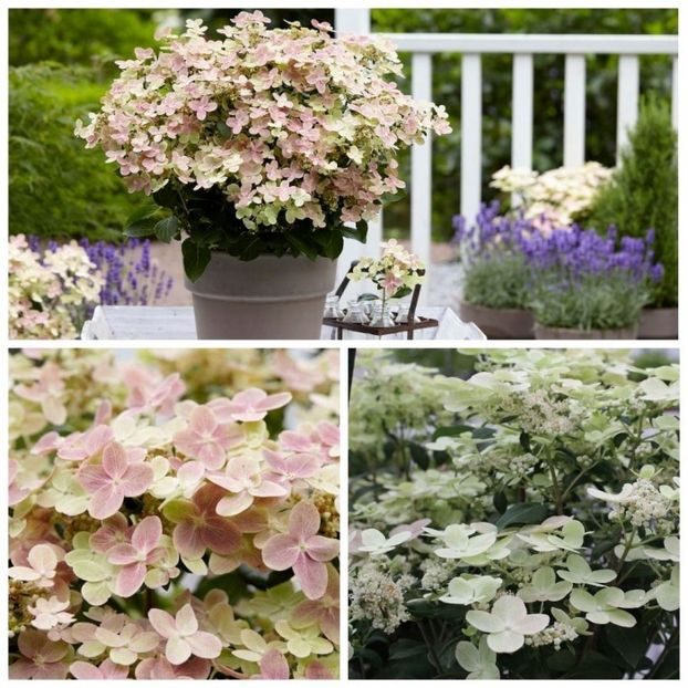 Hydrangea paniculata Polestar ® - HORTENSII