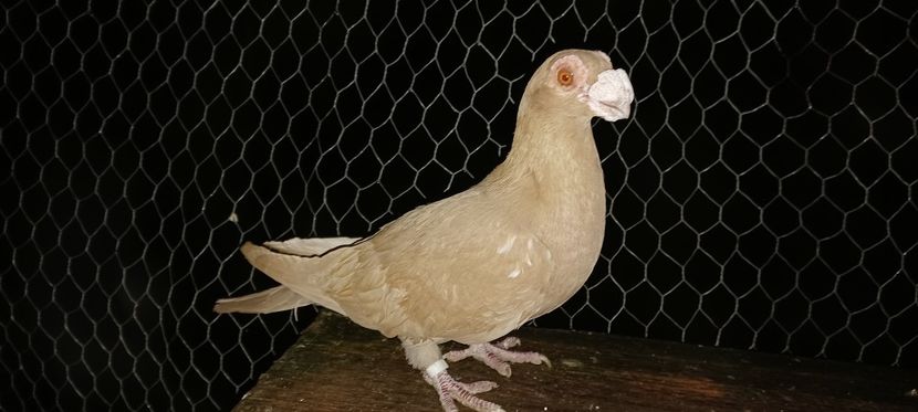  - PORUMBEI PASIUNE PERFECTIUNE PERSPECTIVE