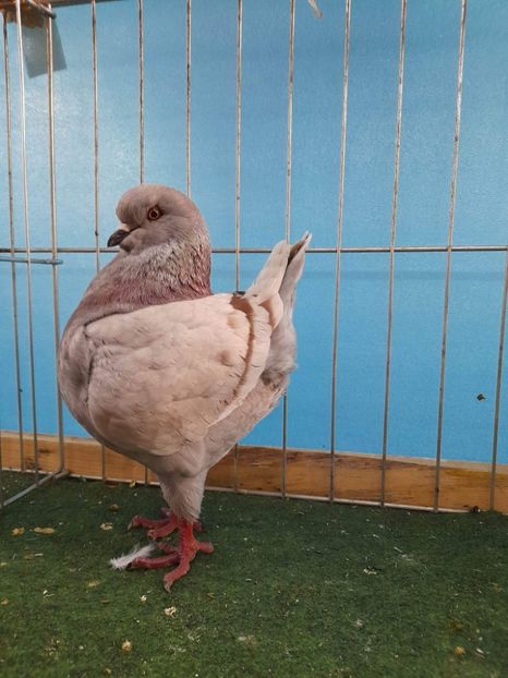 0-1 Campioana KIng Club Romania - King 2022