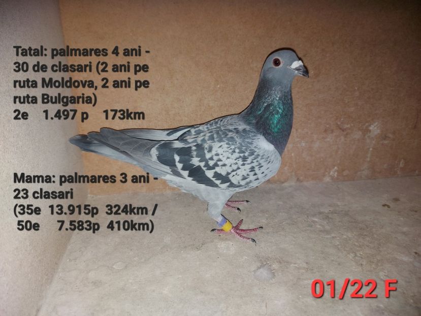  - H DE VANZARE - PRETURI MICI