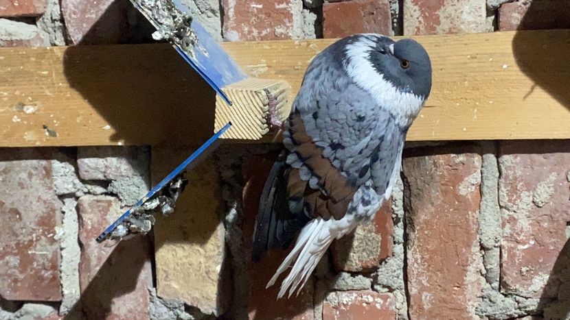 E708C572-AC71-469B-8562-3CC4221186E2 - Vargati codalbi