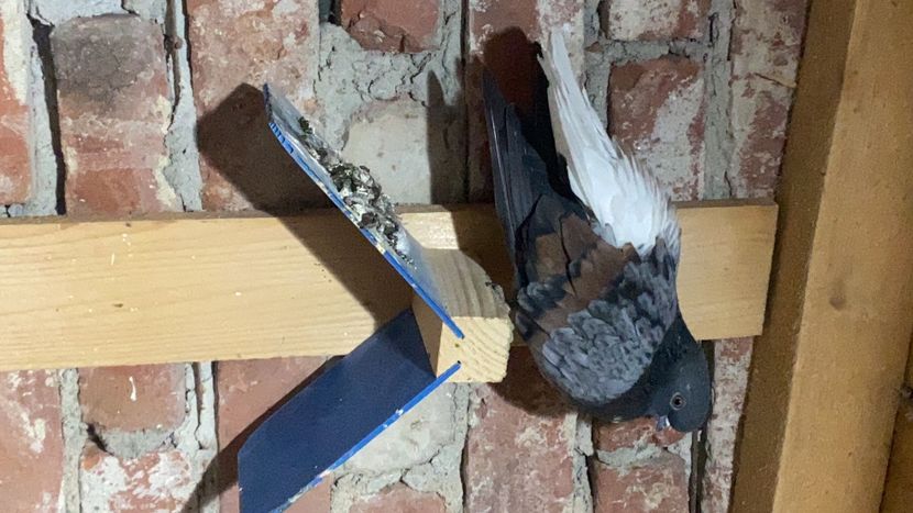 7E4CFF6A-960D-4D38-B76C-B650D7615326 - Vargati codalbi