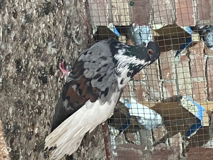 BA904EA9-CD3A-49FD-AF86-D0A22A3A9E78 - Vargati codalbi