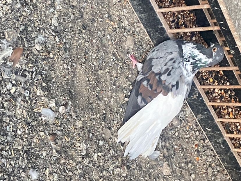 26B6CDFA-F733-4E58-AD3F-5DA2D2548946 - Vargati codalbi