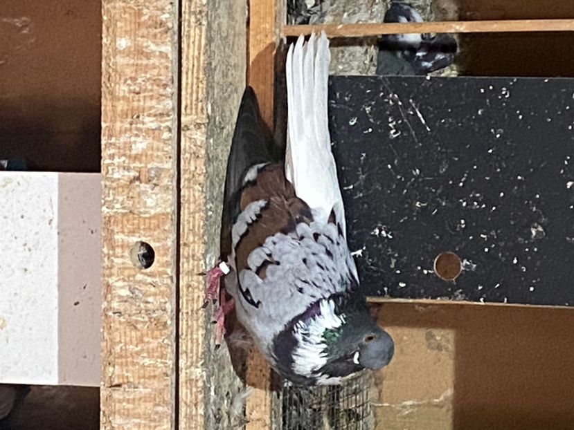 0C949470-FB48-4011-939D-F38E946E387D - Vargati codalbi