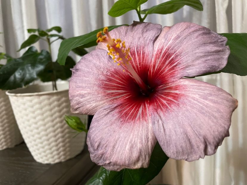 DPs Lyra Bellaqua - 001 - Hibiscusi