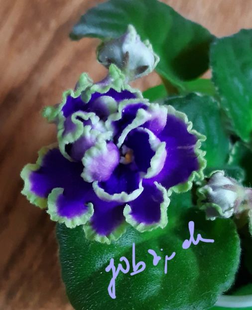  - ND Bosfor Vostochnyy