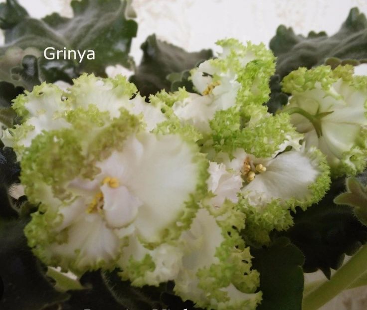 Grinia - AA Poze net