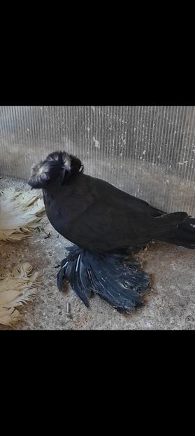 Screenshot_2023-01-04-11-05-19-872_com.miui.gallery - Tobosari germani