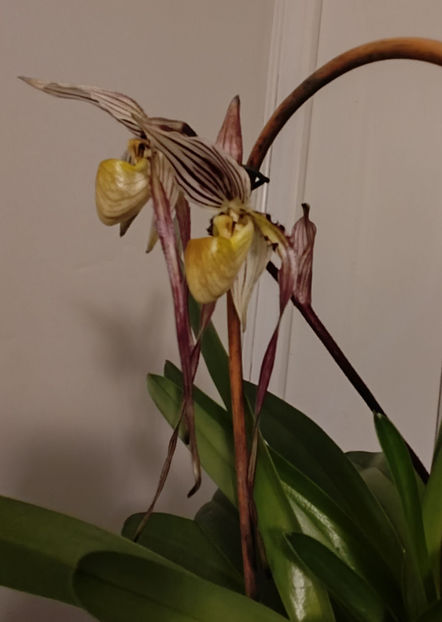 paphiopedilum "philippinense" - Orhidee_5_simpodiale fără pseudobulbi
