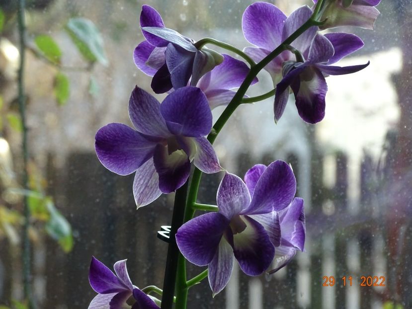  - Orhidee