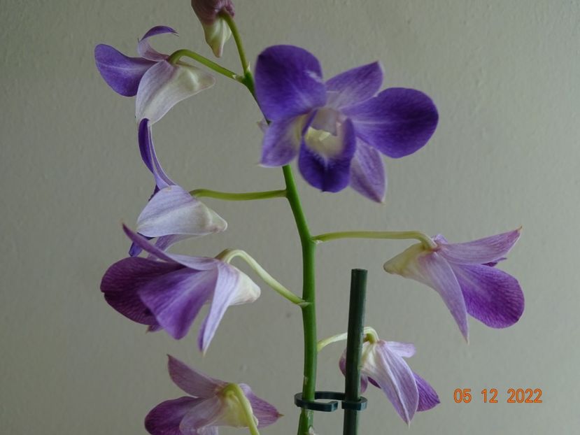  - Orhidee