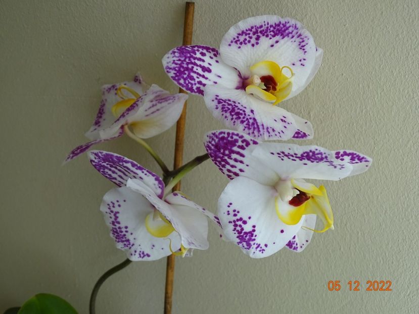  - Orhidee