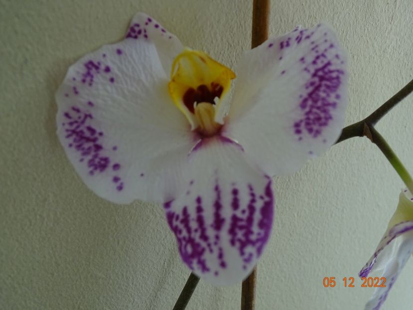  - Orhidee