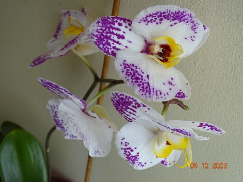 - Orhidee