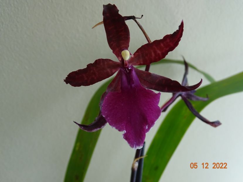  - Orhidee