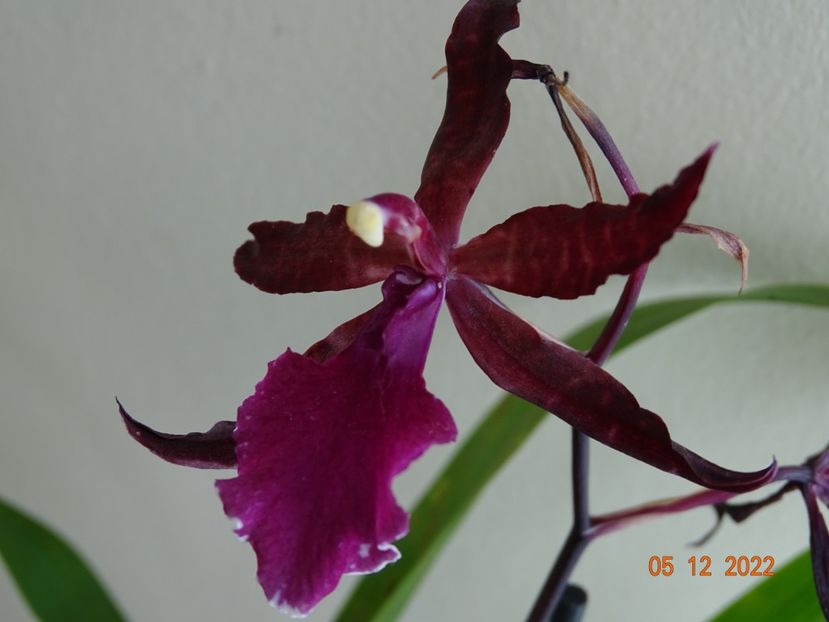  - Orhidee