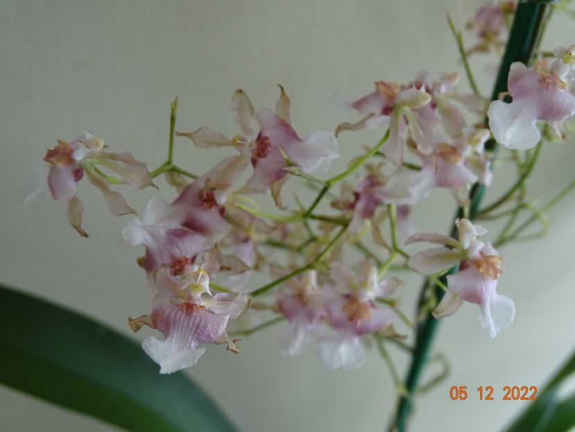  - Orhidee