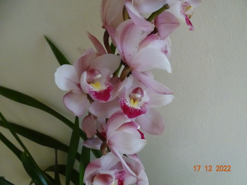 cymbidium Pink Tumb - Orhidee
