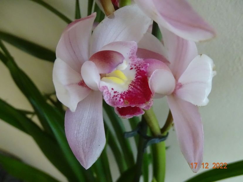  - Orhidee
