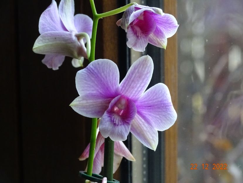 dendrobium phalaenopsis Polar Fire - Orhidee