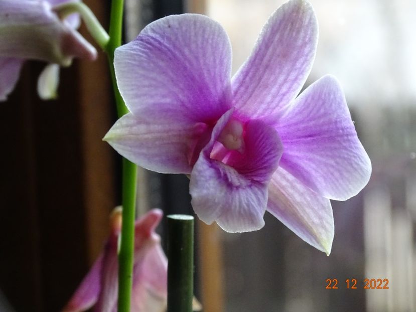  - Orhidee