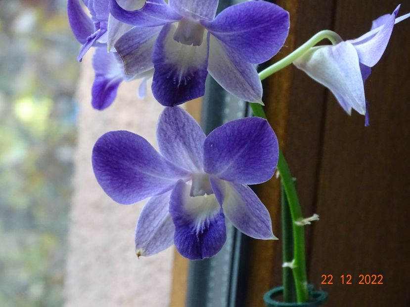 dendrobium phalaenopsis Blue Hapiness - Orhidee