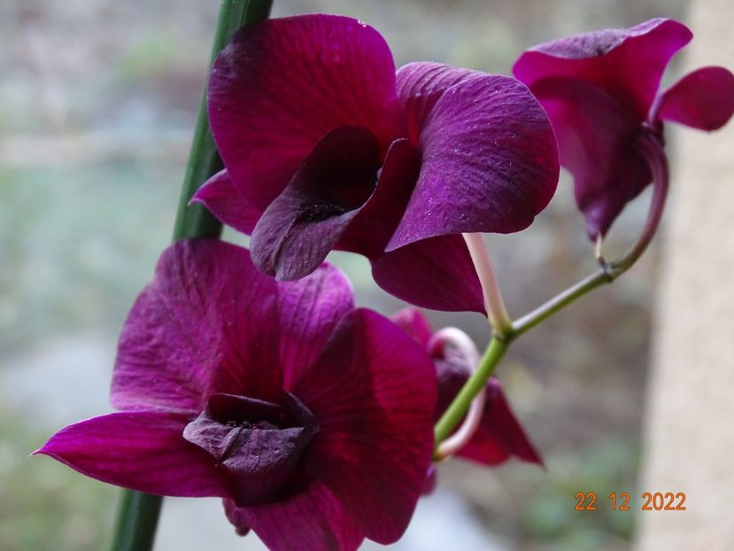 dendrobium phalaenopsis Thailand Black - Orhidee