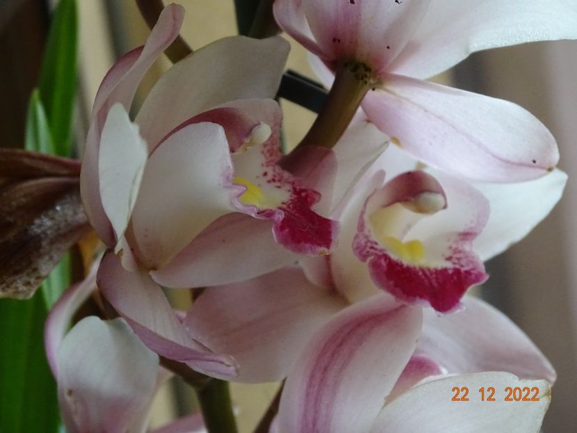  - Orhidee