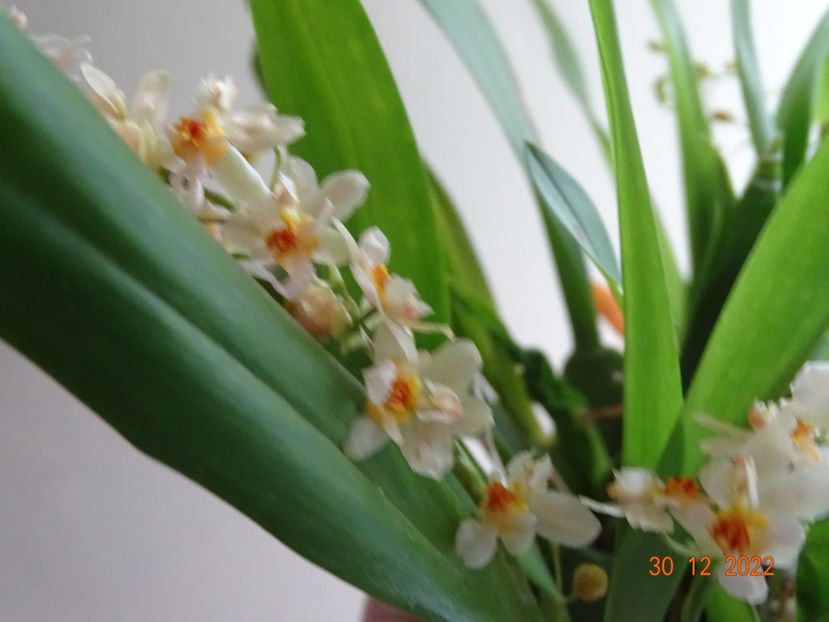 oncidium Twinkle Fragrance Fantasy - Orhidee