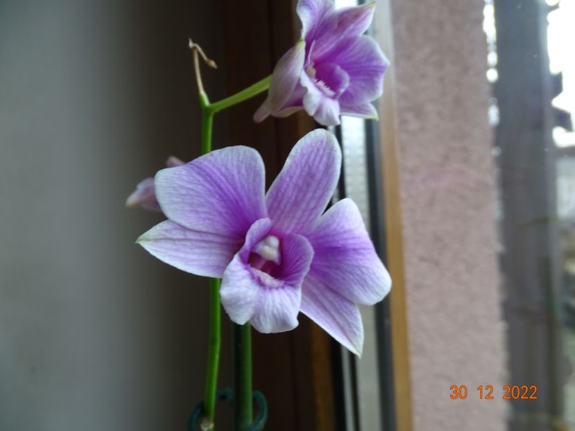  - Orhidee