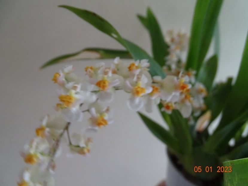  - Orhidee