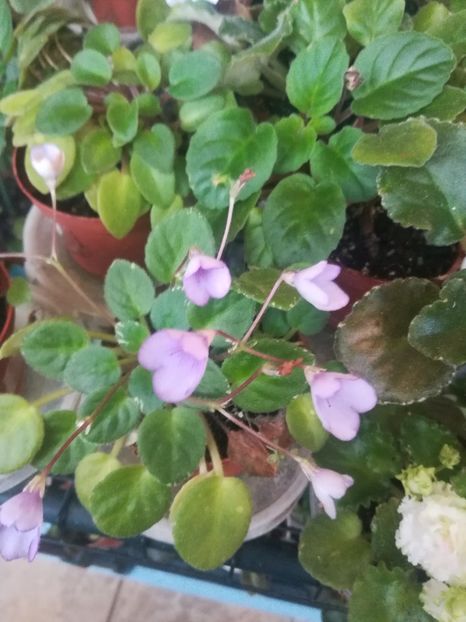Rob's Powter bells - Violete
