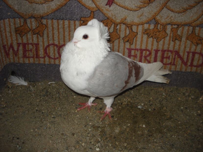 961-21 fem matca - argintiu dungi rosii