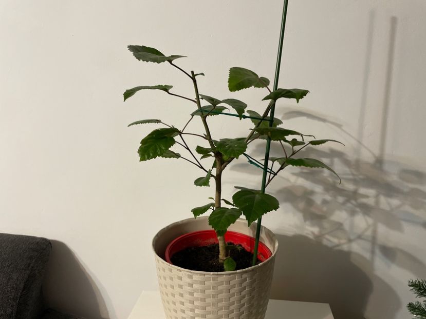 Kona după tăiere, 05.01.2023 - Kona