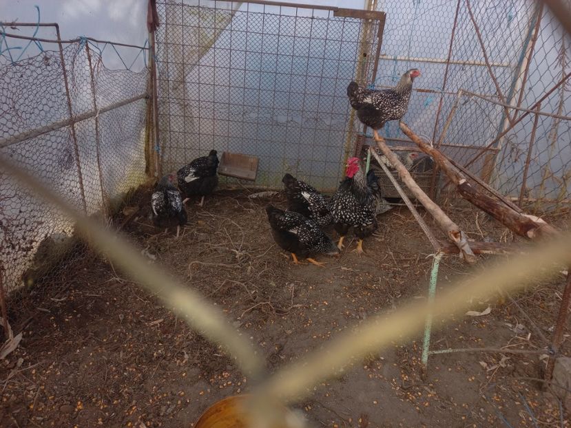  - wyandotte auriu urias