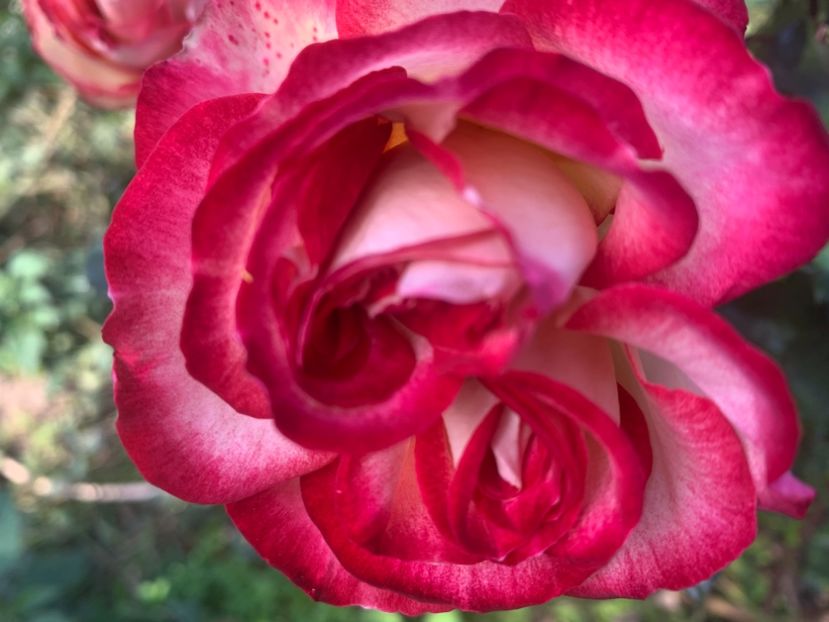 D9502AFC-FB82-4DC3-8882-DFC8A2F59B65 - Din gradina