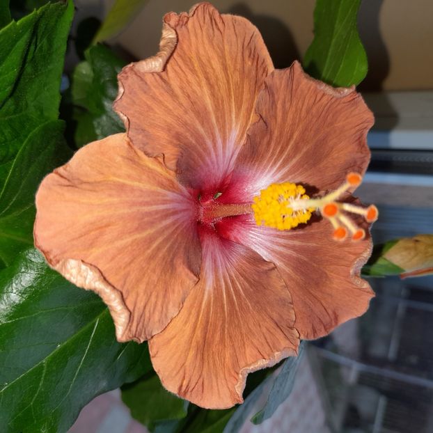 06.01.2023 - HIBISCUSI 2023-1